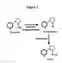 Fig. 02 - Alteration of tobacco alkaloid content through modification of specific cytochrome P450 genes