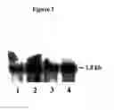 Fig. 03 - Alteration of tobacco alkaloid content through modification of specific cytochrome P450 genes