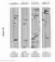 Fig. 05 - Alteration of tobacco alkaloid content through modification of specific cytochrome P450 genes