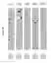 Fig. 07 - Alteration of tobacco alkaloid content through modification of specific cytochrome P450 genes