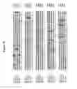 Fig. 09 - Alteration of tobacco alkaloid content through modification of specific cytochrome P450 genes