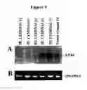 Fig. 12 - Alteration of tobacco alkaloid content through modification of specific cytochrome P450 genes