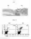 Fig. 05 - Atopic dermatitis model animal and use thereof