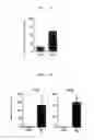 Fig. 07 - Atopic dermatitis model animal and use thereof
