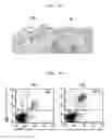 Fig. 08 - Atopic dermatitis model animal and use thereof