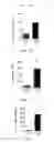 Fig. 09 - Atopic dermatitis model animal and use thereof