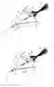Fig. 01 - Fish collecting device