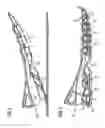 Fig. 03 - Shoe and sole