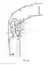 Fig. 30 - INFANT-SUPPORTING DEVICES