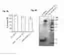 Fig. 05 - Methods of testing for allergen sensitivity