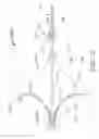 Fig. 11 - Method for painless renal denervation using a peri-vascular tissue ablation catheter with support structures