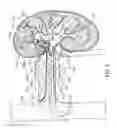 Fig. 09 - METHODS FOR MODULATING RENAL NERVE TISSUE AND ASSOCIATED SYSTEMS AND DEVICES