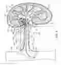 Fig. 10 - METHODS FOR MODULATING RENAL NERVE TISSUE AND ASSOCIATED SYSTEMS AND DEVICES