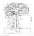 Fig. 15 - METHODS FOR MODULATING RENAL NERVE TISSUE AND ASSOCIATED SYSTEMS AND DEVICES