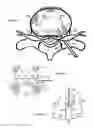 Fig. 06 - Method for relieving pain and regenerating intervertebral disc