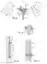 Fig. 12 - Device to be implanted in human or animal tissue and method for implanting and assembling the device