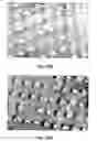 Fig. 31 - Coating method