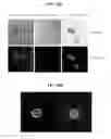 Fig. 13 - CLEAVABLE POLYMERIC MICELLES