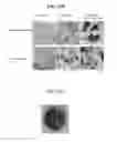 Fig. 17 - CLEAVABLE POLYMERIC MICELLES