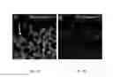 Fig. 08 - COMPOSITIONS AND METHODS FOR TREATING CARDIOVASCULAR AND PULMONARY DISEASES AND DISORDERS WITH APELIN