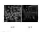 Fig. 10 - COMPOSITIONS AND METHODS FOR TREATING CARDIOVASCULAR AND PULMONARY DISEASES AND DISORDERS WITH APELIN