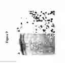 Fig. 10 - Methods of use for 2,5-dihydroxybenzene sulfonic acid compounds for the treatment of cancer