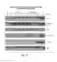 Fig. 15 - CDC7 kinase inhibitors and uses thereof