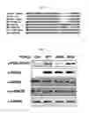 Fig. 02 - PHARMACEUTICAL COMPOSITION FOR PREVENTING OR TREATING OVARY GRANULOSA CELL TUMORS CONTAINING GLYCOGEN SYNTHASE KINASE-3 BETA INHIBITOR AS ACTIVE INGREDIENT, AND FUNCTIONAL HEALTH FOOD COMPOSITION