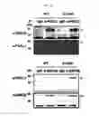 Fig. 08 - PHARMACEUTICAL COMPOSITION FOR PREVENTING OR TREATING OVARY GRANULOSA CELL TUMORS CONTAINING GLYCOGEN SYNTHASE KINASE-3 BETA INHIBITOR AS ACTIVE INGREDIENT, AND FUNCTIONAL HEALTH FOOD COMPOSITION