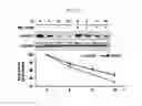 Fig. 10 - PHARMACEUTICAL COMPOSITION FOR PREVENTING OR TREATING OVARY GRANULOSA CELL TUMORS CONTAINING GLYCOGEN SYNTHASE KINASE-3 BETA INHIBITOR AS ACTIVE INGREDIENT, AND FUNCTIONAL HEALTH FOOD COMPOSITION