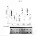 Fig. 12 - PHARMACEUTICAL COMPOSITION FOR PREVENTING OR TREATING OVARY GRANULOSA CELL TUMORS CONTAINING GLYCOGEN SYNTHASE KINASE-3 BETA INHIBITOR AS ACTIVE INGREDIENT, AND FUNCTIONAL HEALTH FOOD COMPOSITION