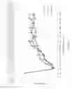 Fig. 09 - METHODS FOR TREATING SENSORIMOTOR IMPAIRMENTS ASSOCIATED WITH CERTAIN TYPES OF STROKE USING AMINOPYRIDINES