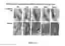 Fig. 40 - Methods for treating hair loss disorders
