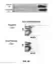 Fig. 56 - Methods for treating hair loss disorders