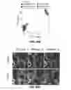 Fig. 78 - Methods for treating hair loss disorders