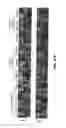 Fig. 82 - Methods for treating hair loss disorders
