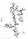 Fig. 06 - SUBSTITUTED AMIDE COMPOUNDS