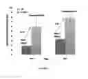 Fig. 05 - COMPOSITION AND FORMULATION OF ANTIMICROBIAL AGENTS, PROCESSES THEREOF AND METHODS FOR TREATING MICROBIAL INFECTIONS