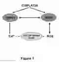 Fig. 02 - USE OF TRANSPLATIN TO PREVENT HEARING LOSS