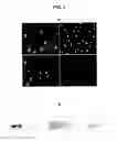 Fig. 03 - PHARMACEUTICAL COMPOSITION AND METHOD FOR REGENERATING MYOFIBERS IN THE TREATMENT OF MUSCLE INJURIES