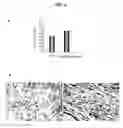 Fig. 07 - PHARMACEUTICAL COMPOSITION AND METHOD FOR REGENERATING MYOFIBERS IN THE TREATMENT OF MUSCLE INJURIES