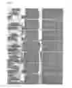 Fig. 09 - COMPOSITION CONTAINING ANGELICA EXTRACT FOR PROMOTING PROLIFERATION OF STEM CELLS DERIVED FROM BONE MARROW