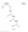 Fig. 25 - PLANT EXTRACTS AND RELATED COMPOSITIONS, METHODS AND SYSTEMS