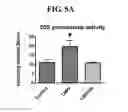 Fig. 06 - MITOCHONDRIAL-TARGETED ANTIOXIDANTS PROTECT AGAINST MECHANICAL VENTILATION-INDUCED DIAPHRAGM DYSFUNCTION AND SKELETAL MUSCLE ATROPHY