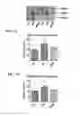 Fig. 10 - MITOCHONDRIAL-TARGETED ANTIOXIDANTS PROTECT AGAINST MECHANICAL VENTILATION-INDUCED DIAPHRAGM DYSFUNCTION AND SKELETAL MUSCLE ATROPHY
