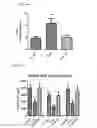 Fig. 19 - MITOCHONDRIAL-TARGETED ANTIOXIDANTS PROTECT AGAINST MECHANICAL VENTILATION-INDUCED DIAPHRAGM DYSFUNCTION AND SKELETAL MUSCLE ATROPHY