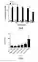 Fig. 04 - Syndecan-2 compositions and methods of use