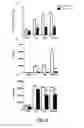 Fig. 08 - Syndecan-2 compositions and methods of use