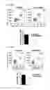 Fig. 10 - Method for treating arthritis using IK factor or nucleic acid encoding IK factor