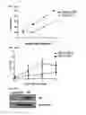 Fig. 17 - Method for treating arthritis using IK factor or nucleic acid encoding IK factor